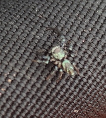 Thiania bhamoensis