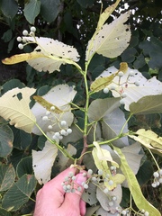 Tilia americana heterophylla