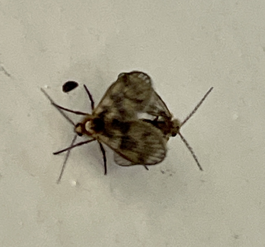Trichomyia urbica