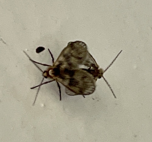 Trichomyia urbica