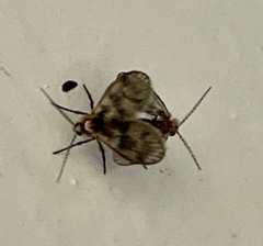 Trichomyia