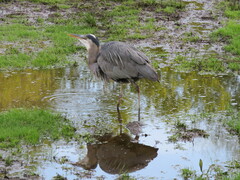 Ardea herodias fannini