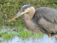 Ardea herodias fannini