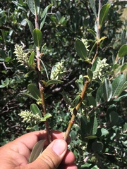 Salix wolfii