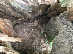 Tilia americana heterophylla