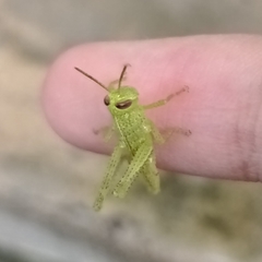Valanga nigricornis