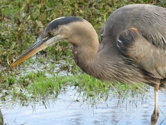 Ardea herodias fannini