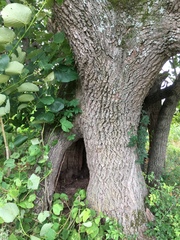 Tilia americana heterophylla