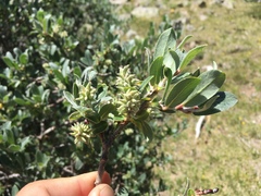 Salix wolfii