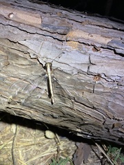 Ascalohybris subjacens