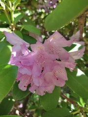 Rhododendron