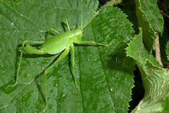 Leptophyes laticauda