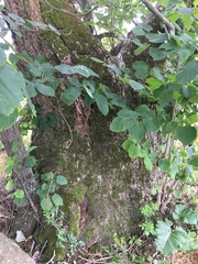 Tilia americana heterophylla
