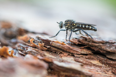Cyrtopogon lateralis