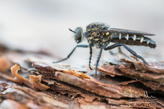 Cyrtopogon lateralis