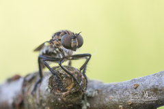 Cyrtopogon lateralis