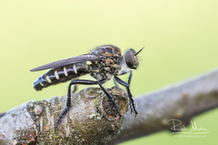 Cyrtopogon lateralis