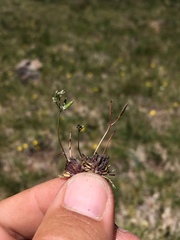 Draba fladnizensis