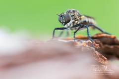 Cyrtopogon lateralis
