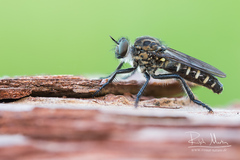 Cyrtopogon lateralis
