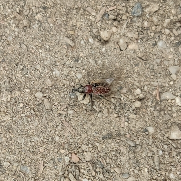 Lasiorhynchites caeruleocephalus