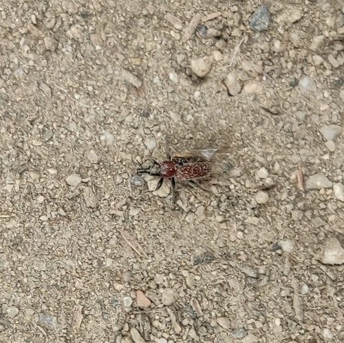 Lasiorhynchites caeruleocephalus