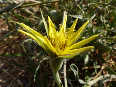 Tragopogon graminifolius