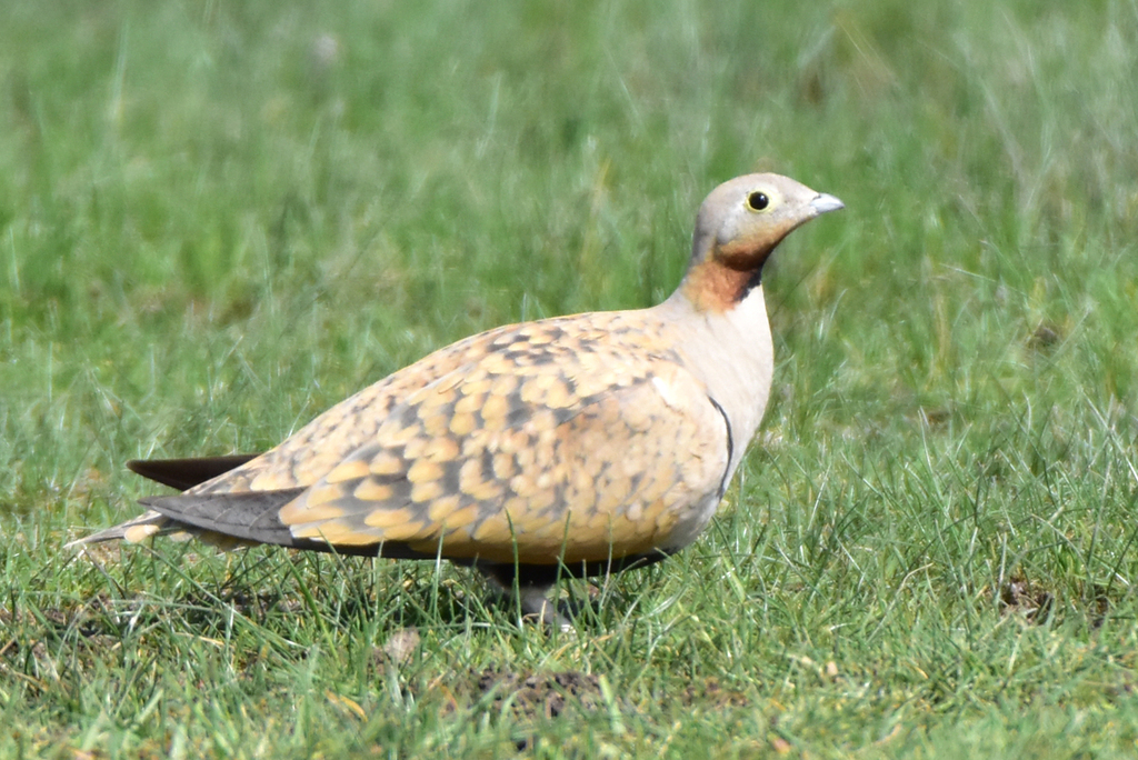 Black-bellied Sandgrouse
