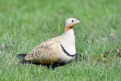 Pterocles orientalis arenarius