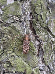 Monochamus alternatus