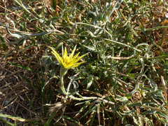 Tragopogon graminifolius