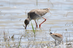 Tringa totanus ussuriensis