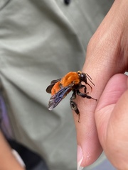 Bombus atripes