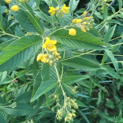 Lysimachia vulgaris