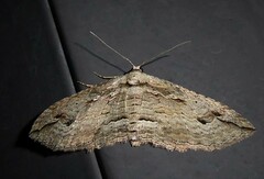 Austrocidaria gobiata