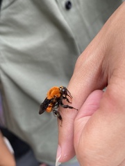 Bombus atripes