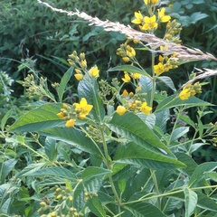 Lysimachia vulgaris