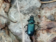 Platycerus caprea
