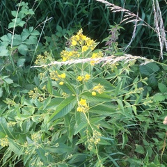Lysimachia vulgaris