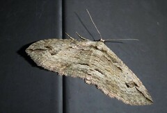 Austrocidaria gobiata