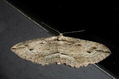 Austrocidaria gobiata