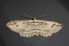 Austrocidaria gobiata