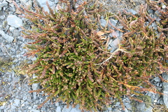Cassiope tetragona tetragona
