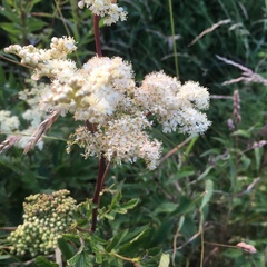 Filipendula ulmaria
