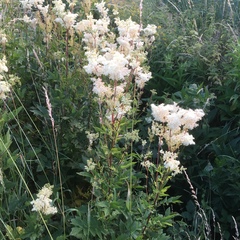 Filipendula ulmaria