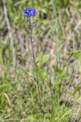 Polemonium caeruleum