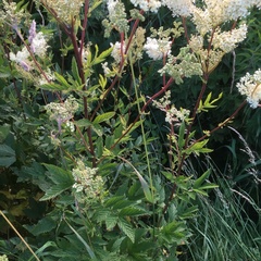 Filipendula ulmaria