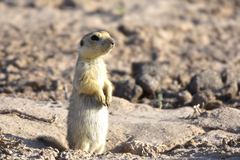 Spermophilus fulvus