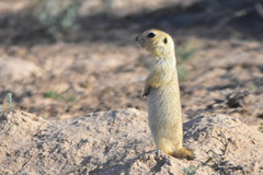 Spermophilus fulvus