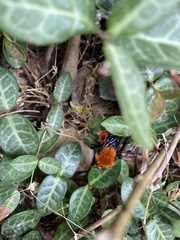 Bombus atripes